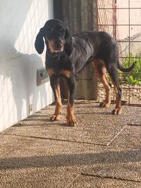 Cane da volpe