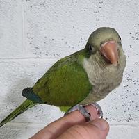 Pullo di parrocchetto Monaco svezzato