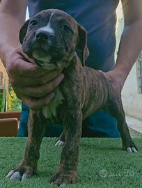 Pitbull
