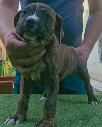 Pitbull