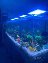 Acquario marino
