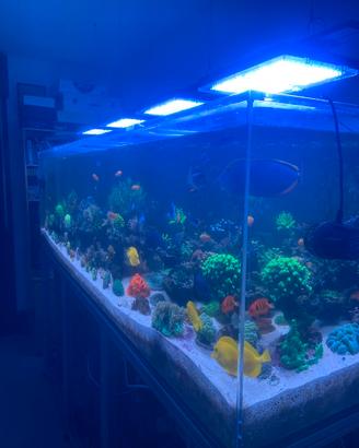 Acquario marino