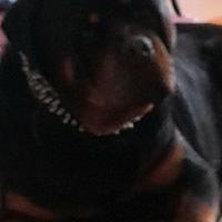 Disponibile per monta