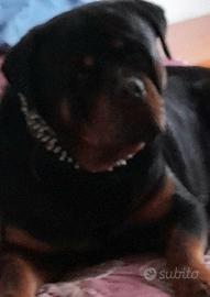 Disponibile per monta