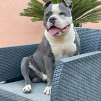 American Bully standard maschio
