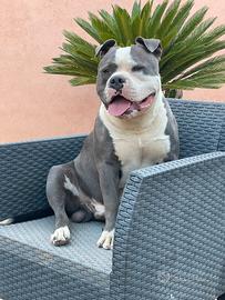 American Bully standard maschio