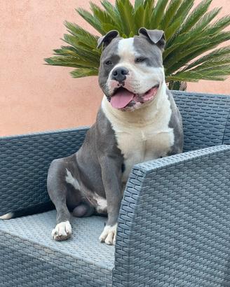 American Bully standard maschio