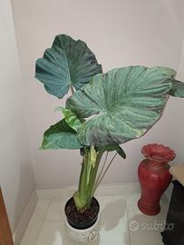 Pianta Alocasia 