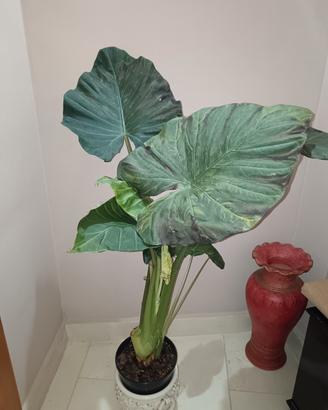 Pianta Alocasia 