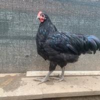 Amrock, Australorp, Araucana e Olive egger