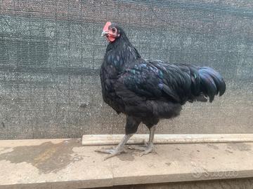 Amrock, Australorp, Araucana e Olive egger