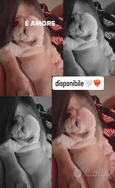 Bulldog francese platinum crema