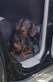 Bassotto nano disponibile per monta