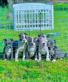 Amstaff blu occhi blu pedigree enci