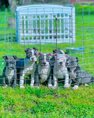 Amstaff blu occhi blu pedigree enci