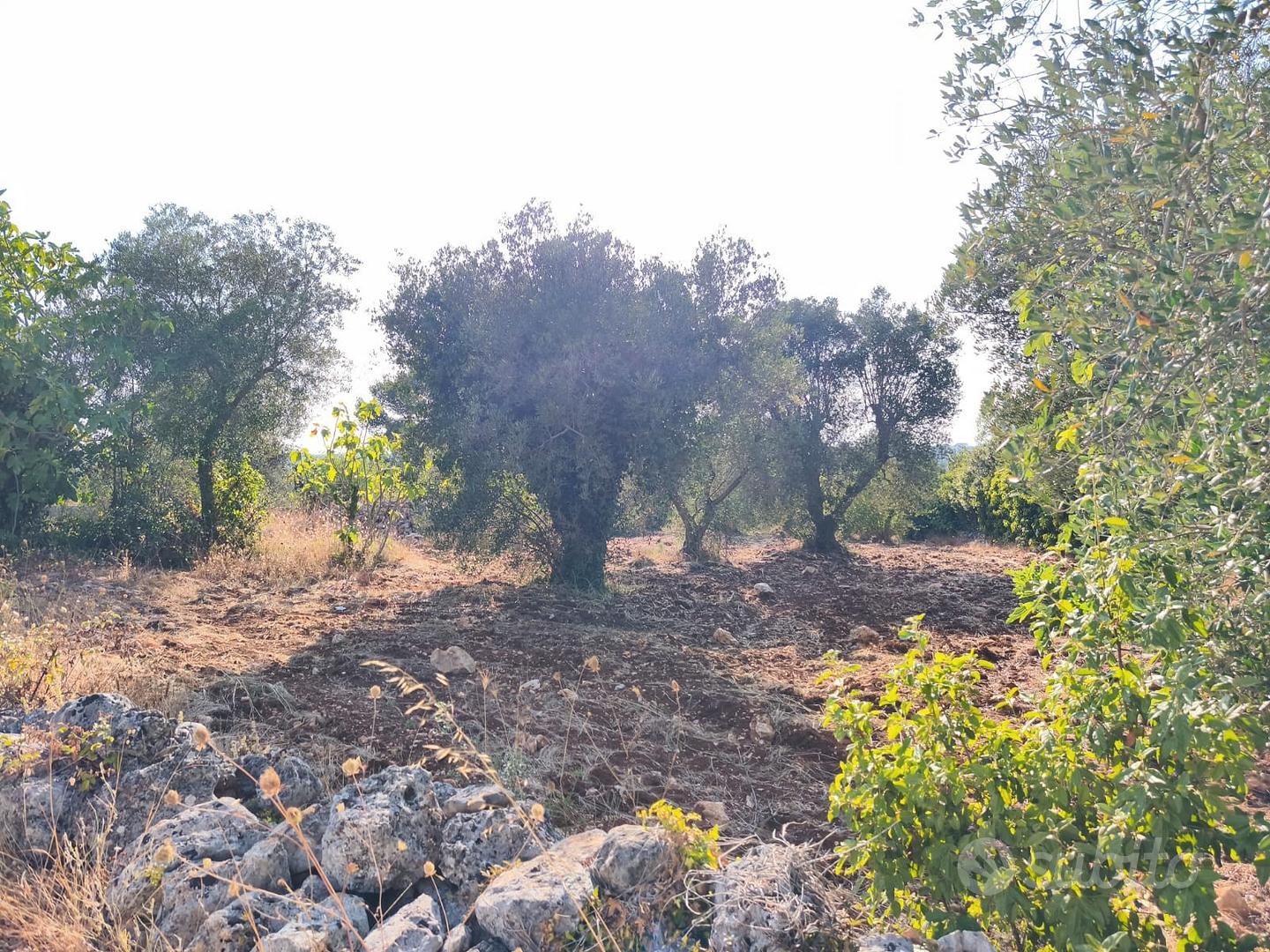 Terreno 4.700m² edificabile. Ceglie Messapica (BR) - Vista 3