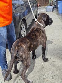 Cane corso