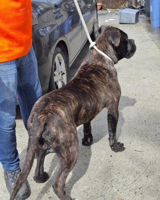Cane corso