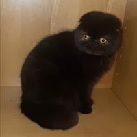 Cucciola exotic shorthair fold