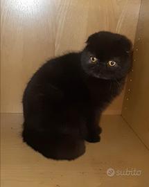 Cucciola exotic shorthair fold