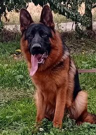 disponibile x monte