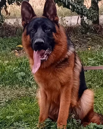 disponibile x monte