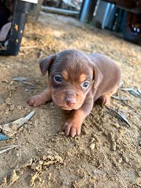 Cuccioli di pinscher toy