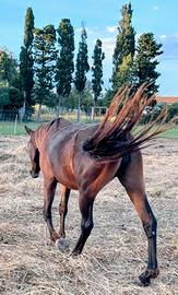 Cavalla