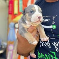 American pitbull tricolor/blue occhi chiari