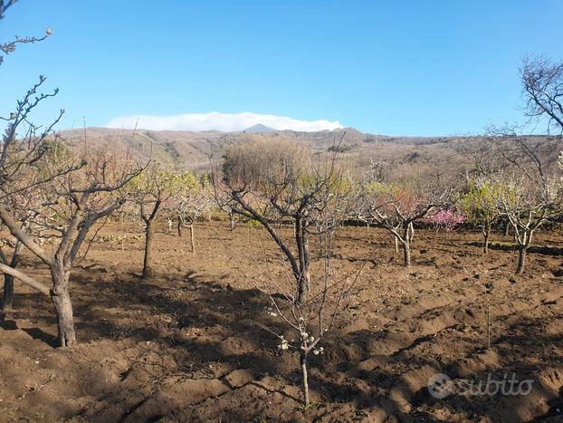 TA85 - Terreno/Frutteto zona Tarderia alta