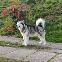 Alaskan malamute per monta