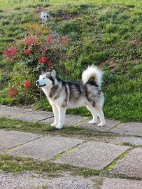 Alaskan malamute per monta