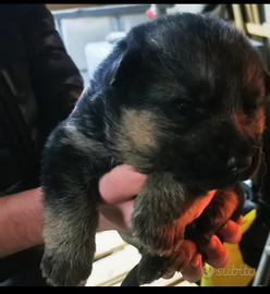 Cuccioli di Pastore Tedesco
