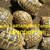 TARTARUGHE - Hermanni ADULTI (Tutta ITALIA)