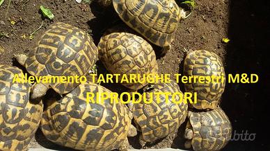 TARTARUGHE - Hermanni ADULTI (Tutta ITALIA)