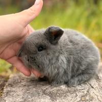 Cuccioli coniglio minilop ariete nano