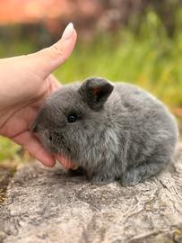 Cuccioli coniglio minilop ariete nano