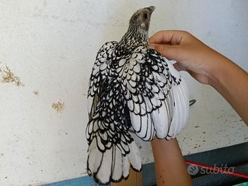 Galline ornamentali