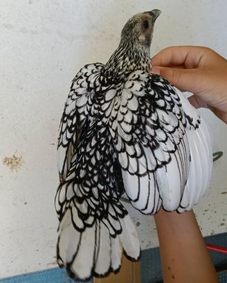 Galline ornamentali