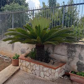 Cycas revoluta