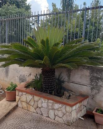 Cycas revoluta