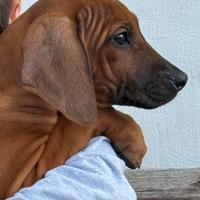 Cuccioli di razza Rhodesian Ridgeback