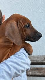 Cuccioli di razza Rhodesian Ridgeback