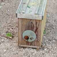 Sciame d'api con portasciami in mdf