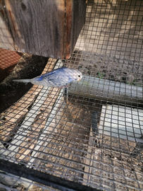 Cocorite azzurrine non sessate