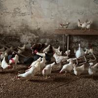 Gallina bianca di Saluzzo (pura razza)