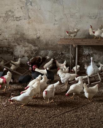 Gallina bianca di Saluzzo (pura razza)