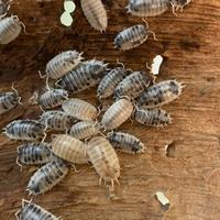 Porcellio Laevis Dalmatian - isopodi