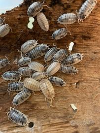Porcellio Laevis Dalmatian - isopodi