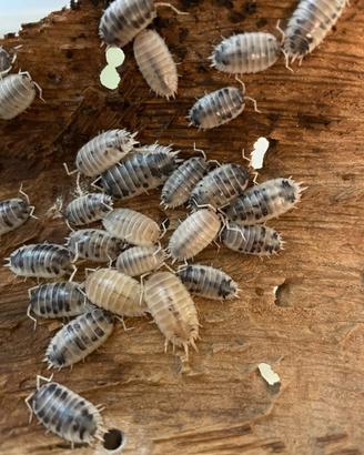 Porcellio Laevis Dalmatian - isopodi